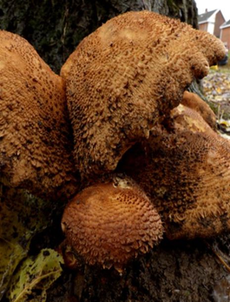 The scaly nature of maturing caps at the base of poplar in Basildon, Essex